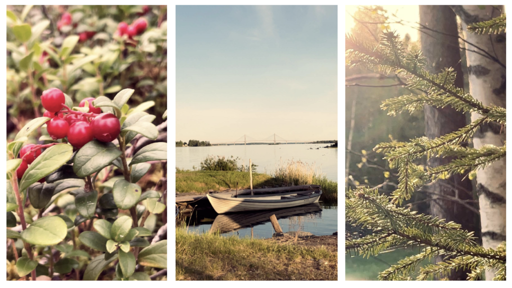 Three pictures: Lignon berry, a boat and trees in sunlight.