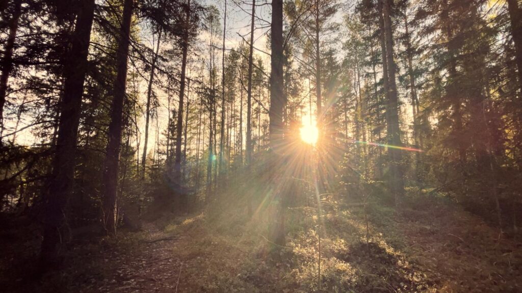 Sunny forest